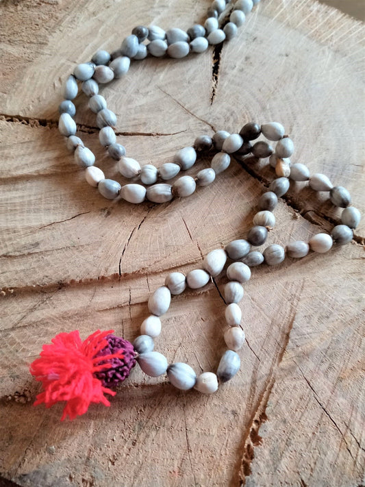 Mala Vaijayanti semilla natural